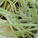 tillandsia recurvata PB263906