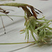 tillandsia recurvata PB263907-1