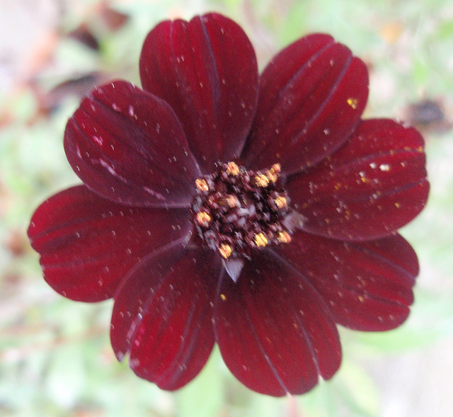 cosmos atrosanguinéus 'chocolat' P9143358-2