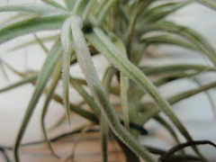 tillandsia paleacea PB263910