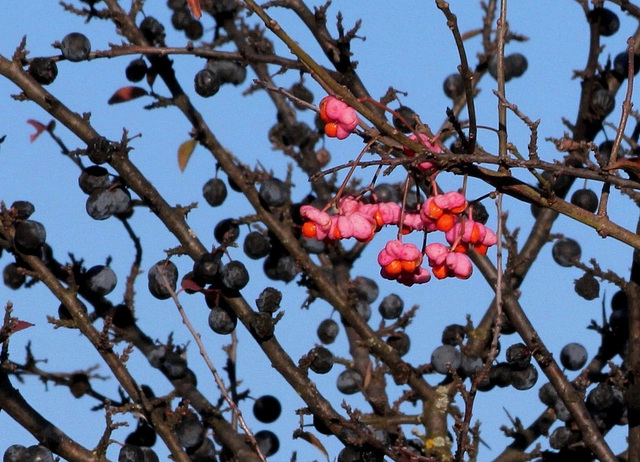 Fruits- baies de Fusain