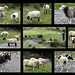 Farmer Brendan's Sheeps
