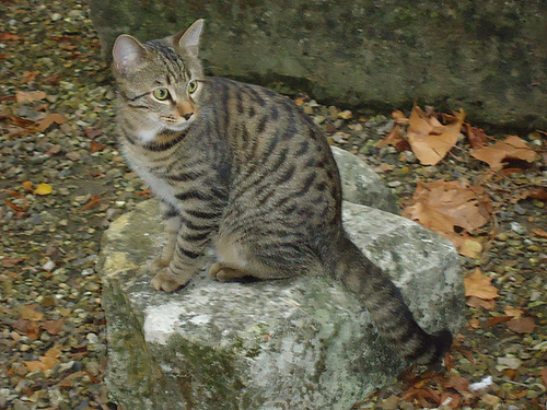DSC00962