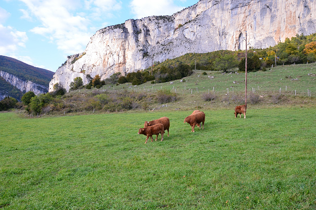 Aux trois becs