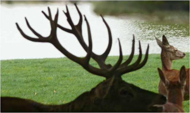 les affres du cerf dominant