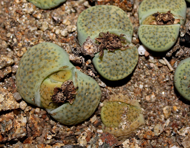 Lithops fulviceps 'aurea'