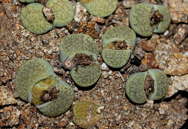 Lithops fulviceps 'aurea'