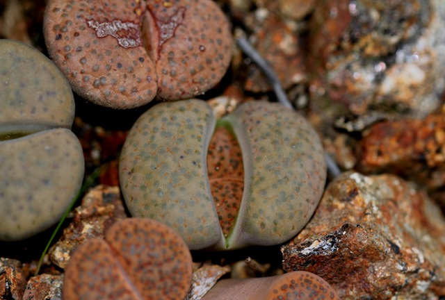 Lithops fulviceps fulviceps-C 390
