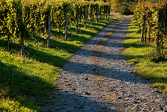 vineyard walking