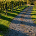 vineyard walking