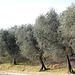 Olivenbäume am Gardasee