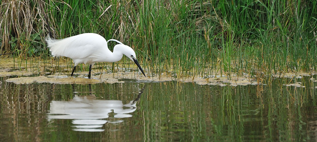 Aigrette garzette