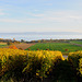 Vignes et prairies en automne...