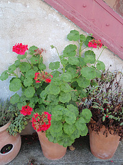 pélargonium mélulu PA153676 pélargonium mélulu PA153676