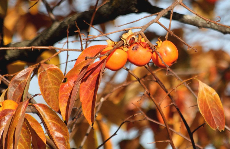 Diospyros kaki- Triplette