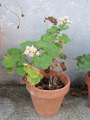 pélargonium pamina PA153677 pélargonium pamina PA153677