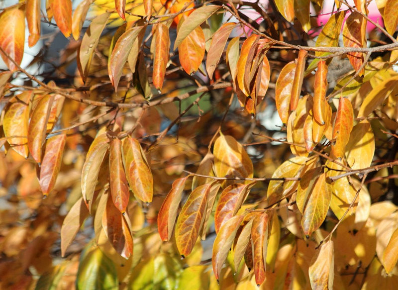 Diospyros kaki