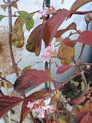viburnum bodnantense 'dawn' PA153678 viburnum bodnantense 'dawn' PA153678