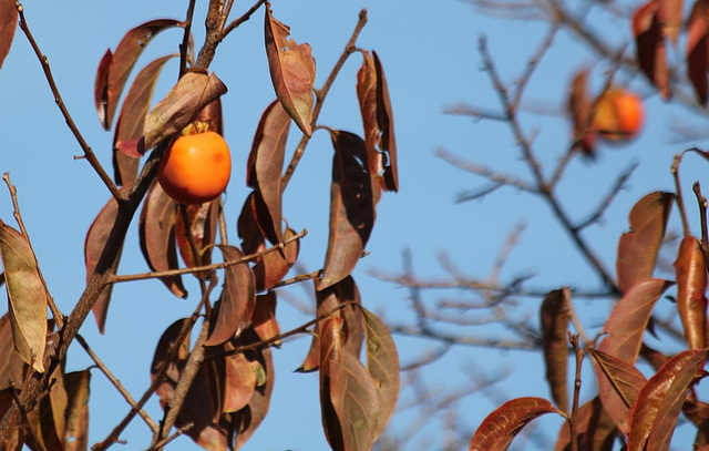 Diospyros kaki