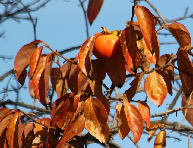 Diospyros kaki