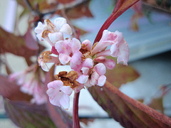 viburnum bodnantense 'dawn' PA153679 viburnum bodnantense 'dawn' PA153679