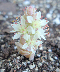 orostachys bohemeri PA153681-1 orostachys bohemeri PA153681-1