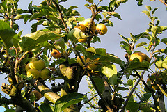 Encore quelques pommes