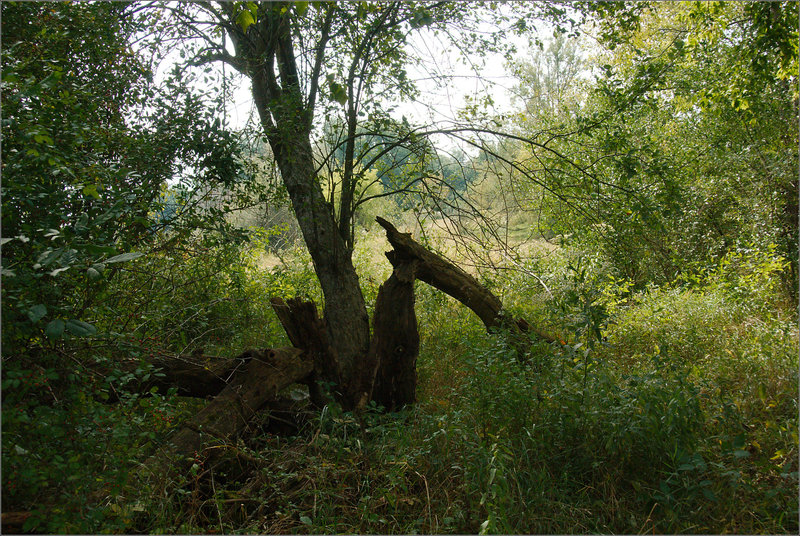 Broken Tree