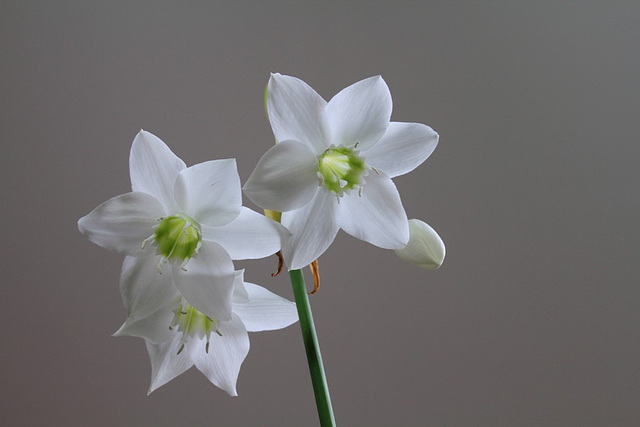 Eucharis amazonica