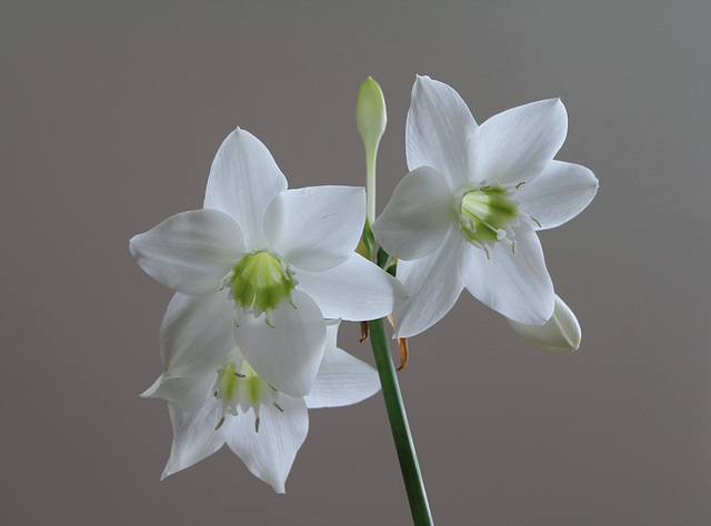 Eucharis amazonica 2