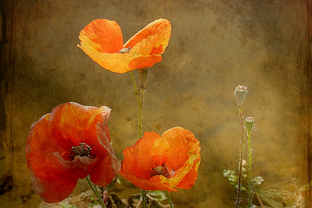 Reprise de coquelicot