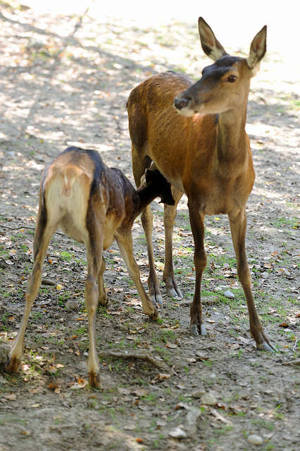 Zoo de Servion