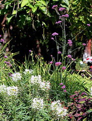 Verbena bonariensis avec Cléomes blanches