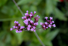Verbena bonariensis - Fleurs