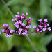 Verbena bonariensis - Fleurs