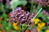 Verbena bonariensis - Inflorescence