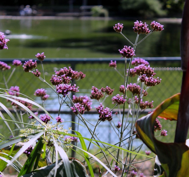 Verbena bonariensis