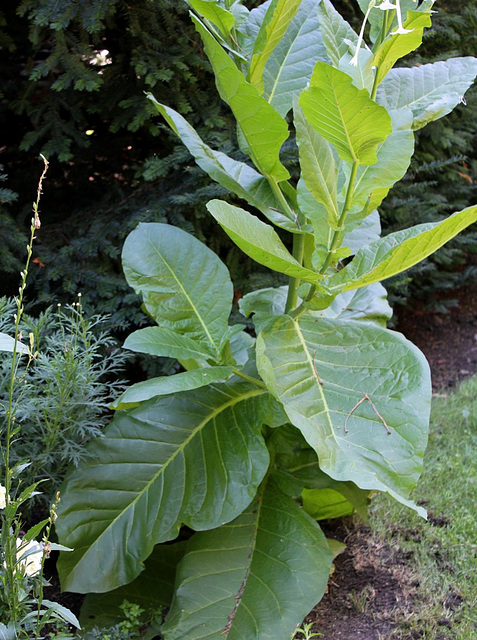 Nicotiana sylvestris feuillage