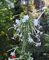 Nicotiana sylvestris - fleurs