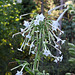 Nicotiana sylvestris - fleurs