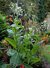 Nicotiana sylvestris - Tabac des bois