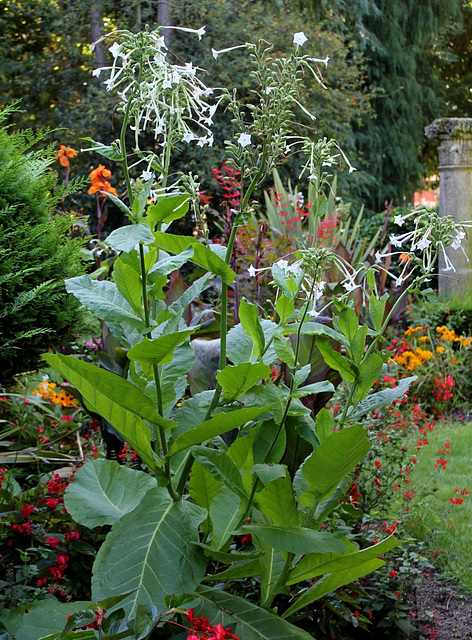 Nicotiana sylvestris - Tabac des bois