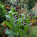 Nicotiana sylvestris - Tabac des bois