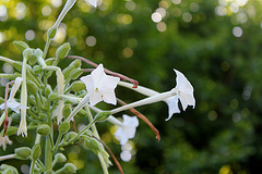 Nicotiana sylvestris - Fleurs