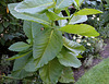 Nicotiana sylvestris- feuillage