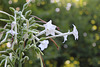 Nicotiana sylvestris- fleurs