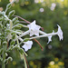 Nicotiana sylvestris- fleurs