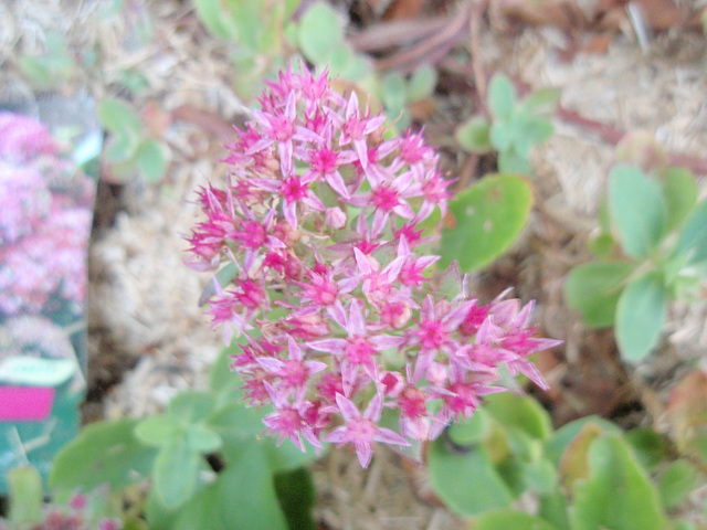 sédum 'carl' P9253530