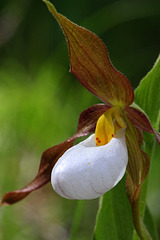 Mountain Lady's Slipper