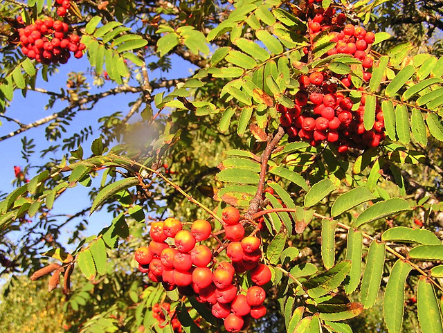 Composition en automne